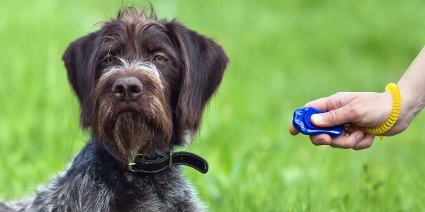 Clicker leash clearance training